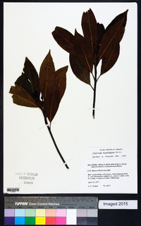 Illicium floridanum image