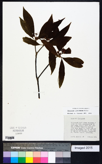 Illicium floridanum image