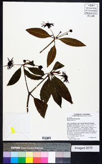 Illicium floridanum image