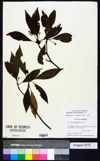 Illicium floridanum image