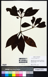 Illicium floridanum image