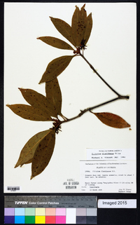 Illicium floridanum image