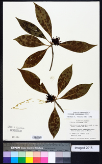 Illicium floridanum image