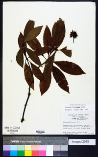 Illicium floridanum image