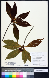 Illicium floridanum image