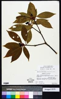 Illicium floridanum image