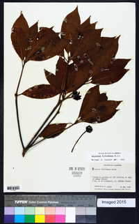 Illicium floridanum image