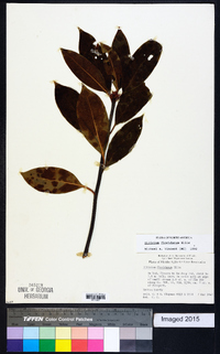 Illicium floridanum image