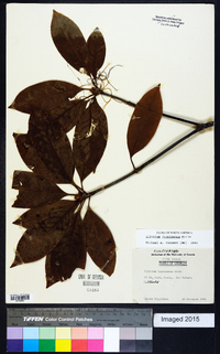 Illicium floridanum image