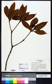 Illicium floridanum image