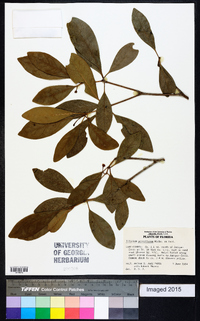 Illicium parviflorum image