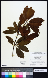 Illicium parviflorum image