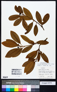 Illicium parviflorum image