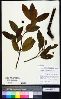 Illicium parviflorum image