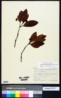 Illicium parviflorum image