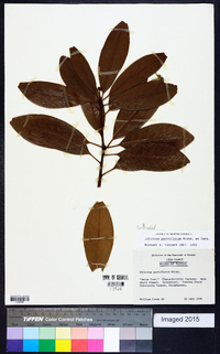 Illicium parviflorum image