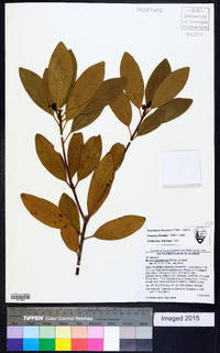 Illicium parviflorum image