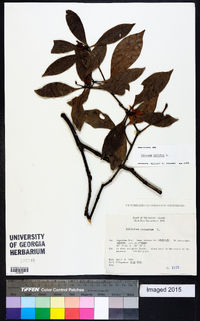 Illicium anisatum image