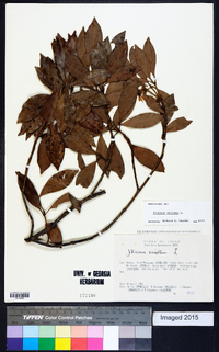 Illicium anisatum image