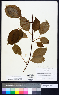 Schisandra glabra image