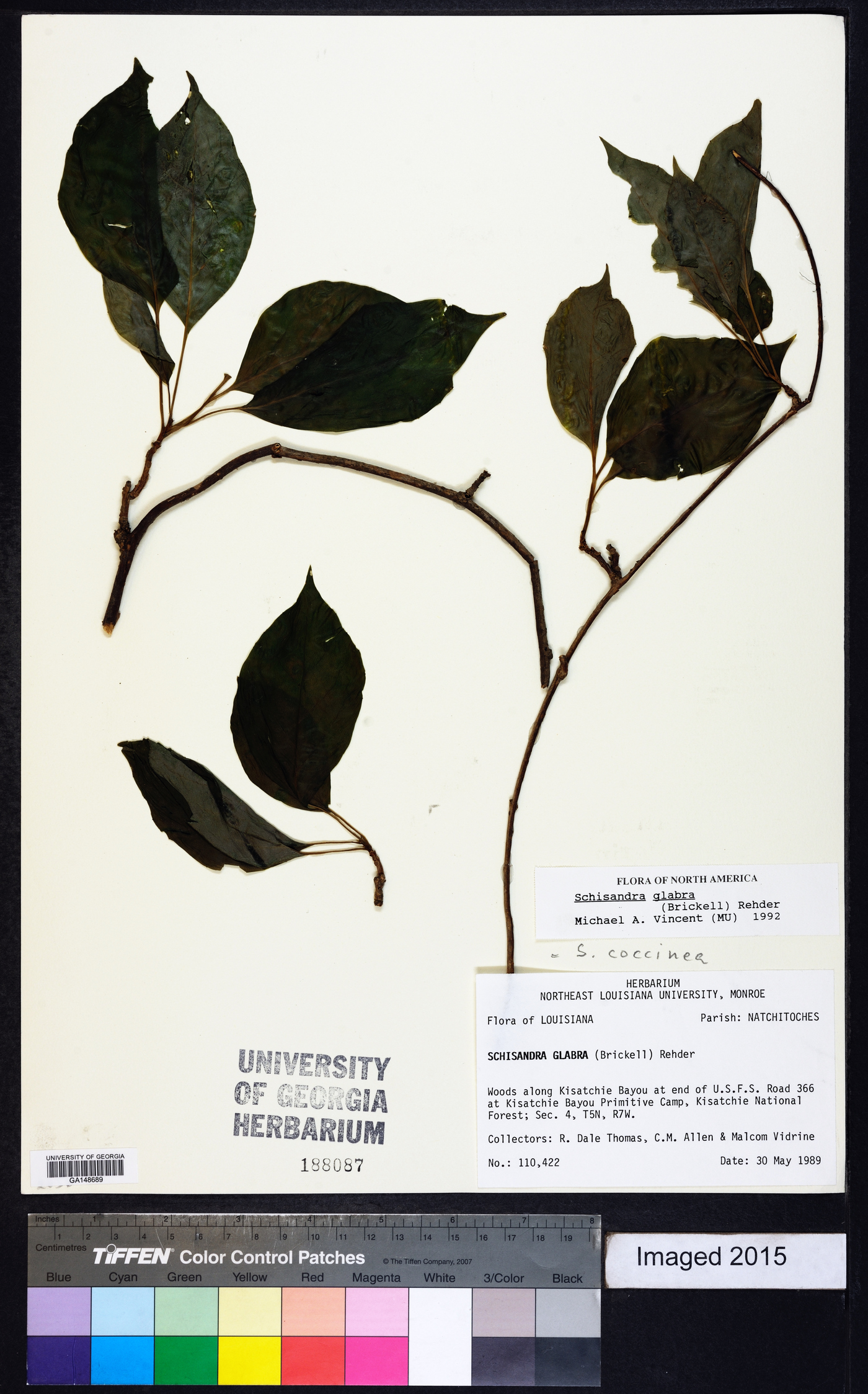 Schisandra glabra image