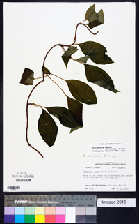 Schisandra glabra image