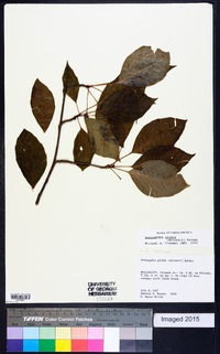 Schisandra glabra image