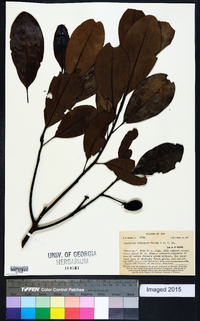 Degeneria vitiensis image