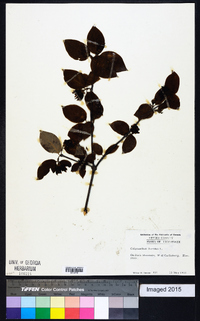 Calycanthus floridus image