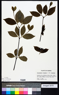 Calycanthus floridus image