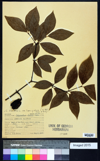 Calycanthus floridus image