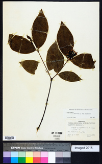 Calycanthus floridus image