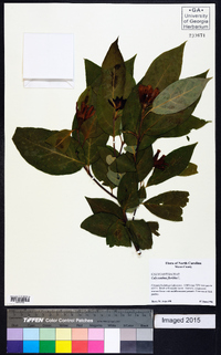 Calycanthus floridus image