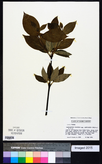 Calycanthus floridus image