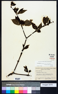 Calycanthus floridus image