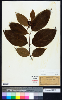 Calycanthus floridus image