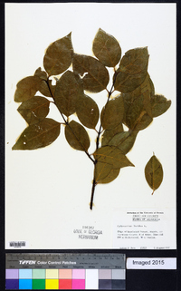 Calycanthus floridus image