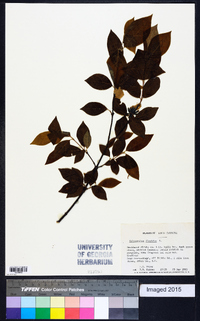 Calycanthus floridus image