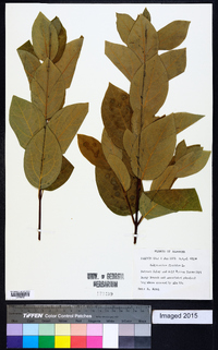 Calycanthus floridus image