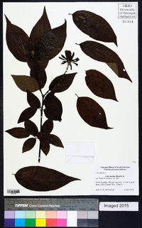 Calycanthus floridus image