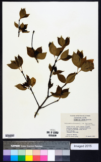 Calycanthus floridus image