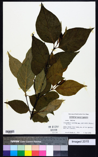 Calycanthus floridus image