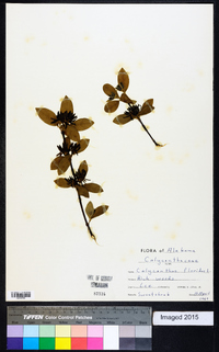 Calycanthus floridus image