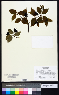 Calycanthus floridus image