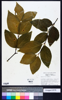 Calycanthus floridus image