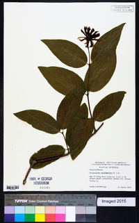 Calycanthus occidentalis image