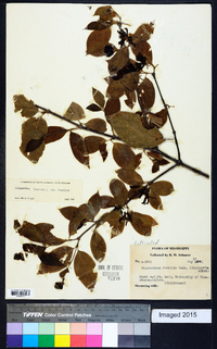 Calycanthus floridus image