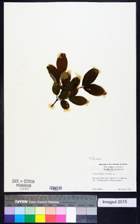 Calycanthus floridus image