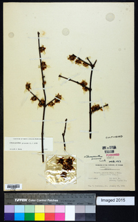 Chimonanthus praecox image