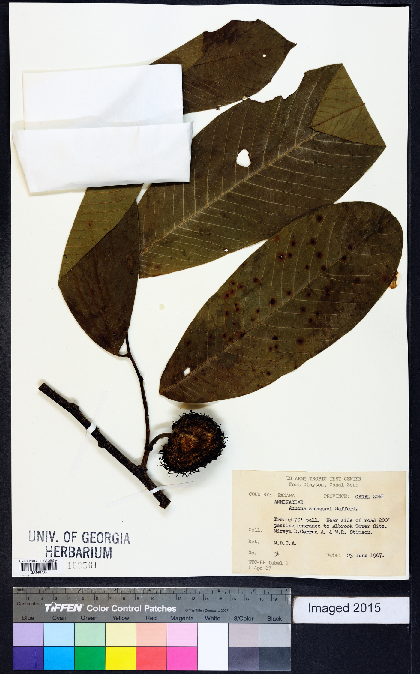 Annona spraguei image